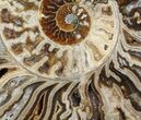 Choffaticeras (Daisy Flower) Ammonite - Madagascar #81282-1